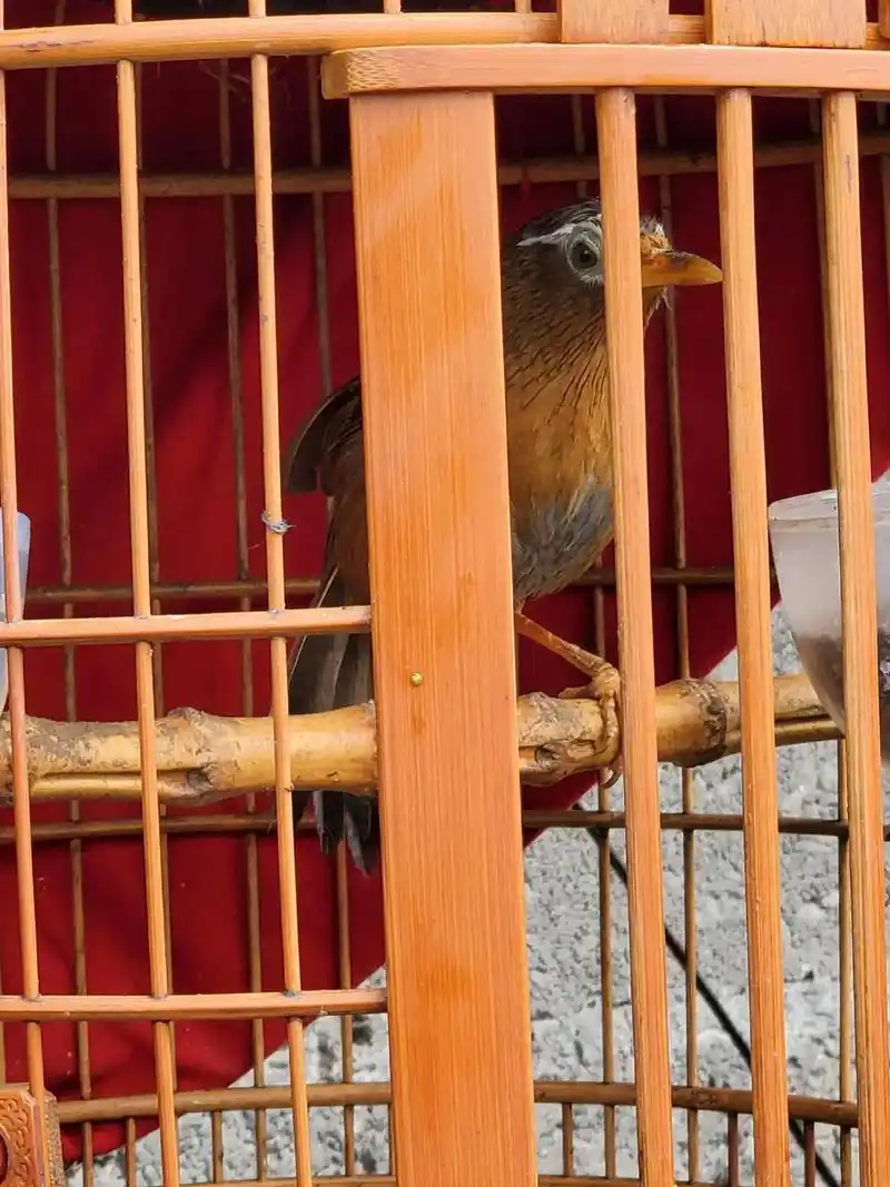 画眉鸟收藏 - 画眉陆将军斗鸟 - 抖音