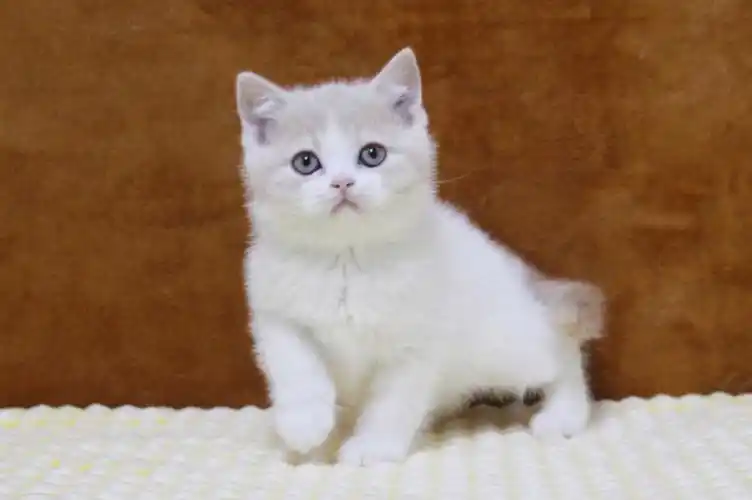 弟弟【芋圆】满月留影,唇红齿白的黏人小奶狗谁会不喜欢呢#猫  #猫咪