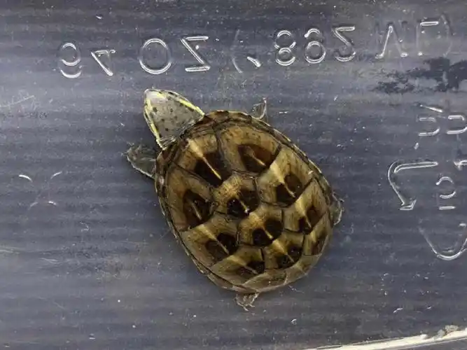 龟龟  #果核龟  #果核蛋龟  果核4cm 健康全品 568