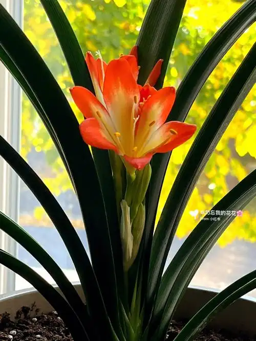 喜欢99#我的养花日常  #室内花卉  #君子兰  #开花日记君子兰的花语