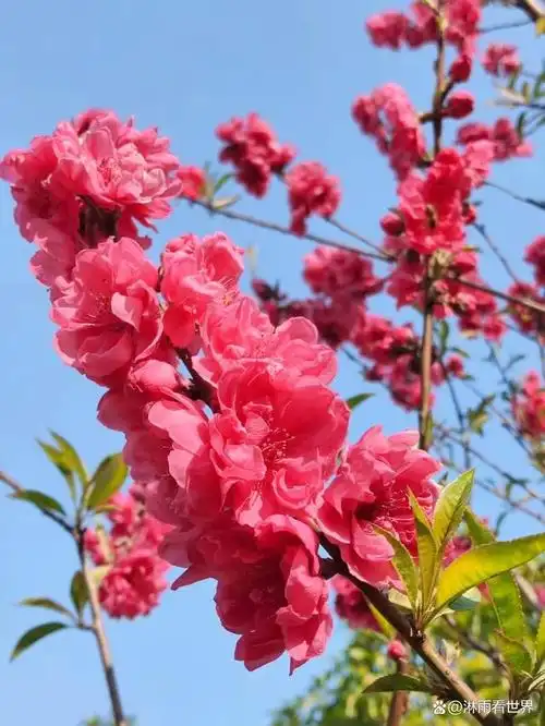 最美人间三月天,繁花似锦满园春