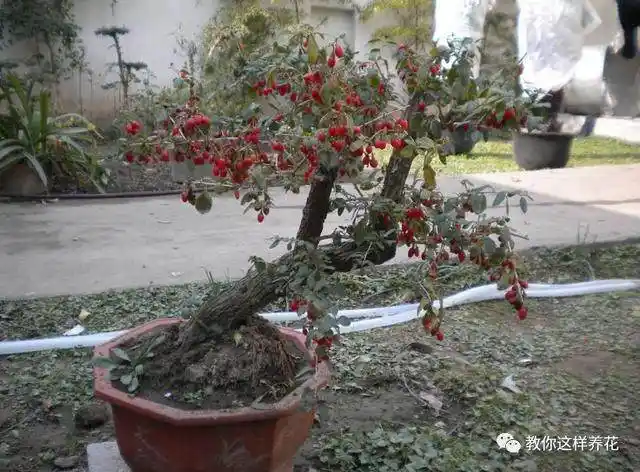 1粒枸杞也能养成盆景,不仅好看,泡茶喝还可明目安神!