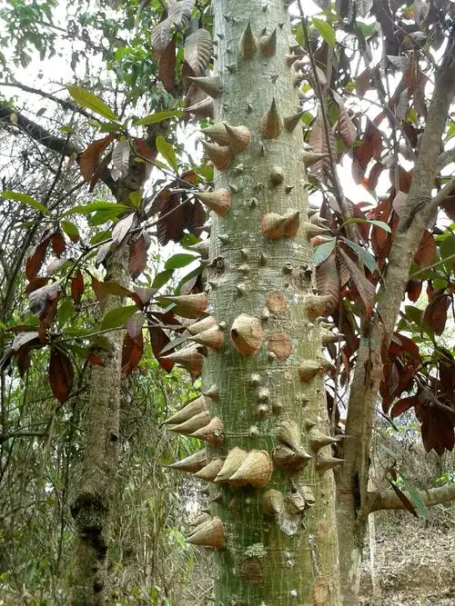 在委内瑞拉发现的.这只是树干.