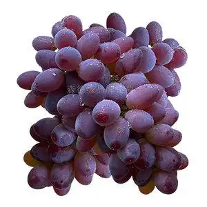 东北茉莉香葡萄2斤精选当天现摘薄皮无籽郁金香新鲜水果非玫瑰香