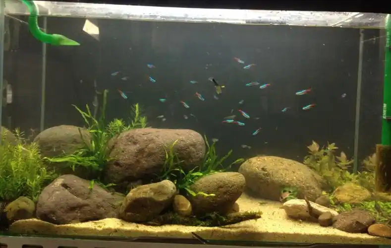 鹅卵石缸 - 水草造景 - cta南美水族 - powered by discuz!