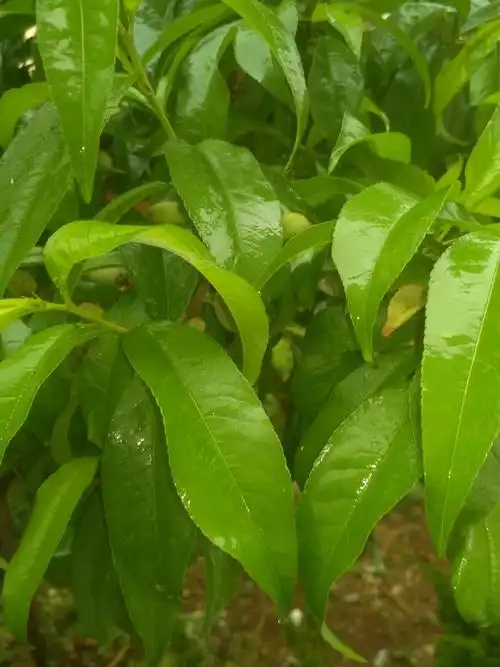 看,桃树叶子真漂亮!