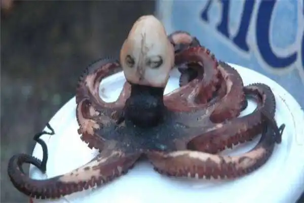 世界十大人面动物这些动物长着人类的脸相当恐怖