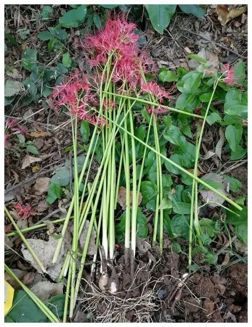 野外看到一丛丛的"幽灵花",知道后面的故事,感到后背发凉|彼岸花|彼岸