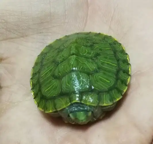 四年级的第一周