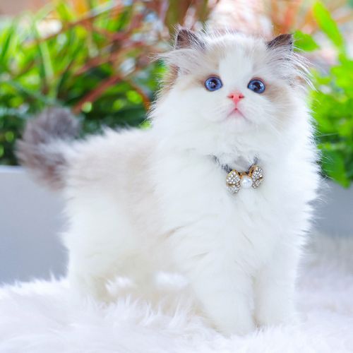 纯种血统蓝眼白色海双布偶猫仙女猫咪活物幼猫宠物猫活体猫舍幼崽