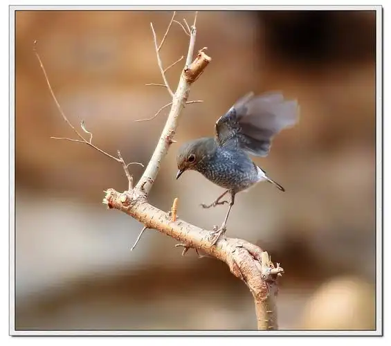 新拍了几张飞鸟