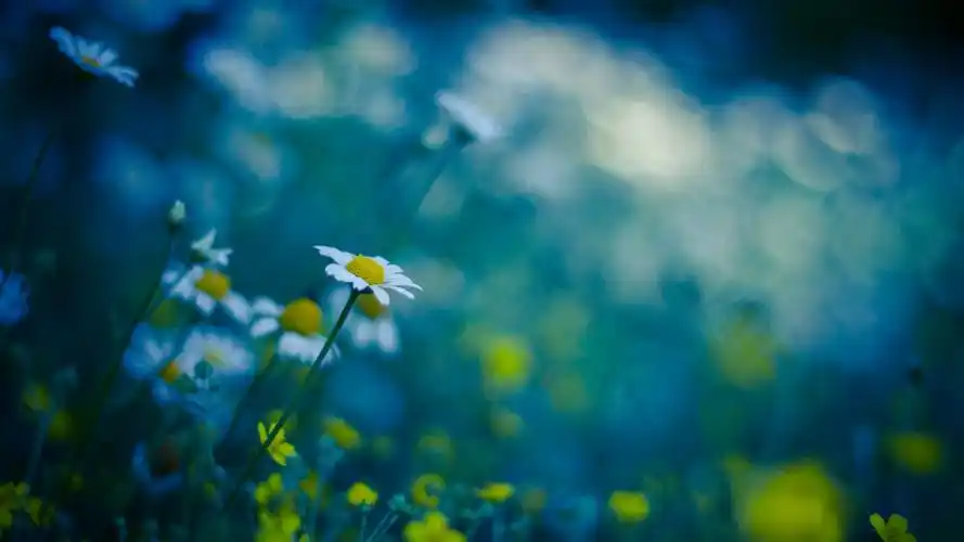 绿色护眼花卉植物高清唯美意境图片壁纸