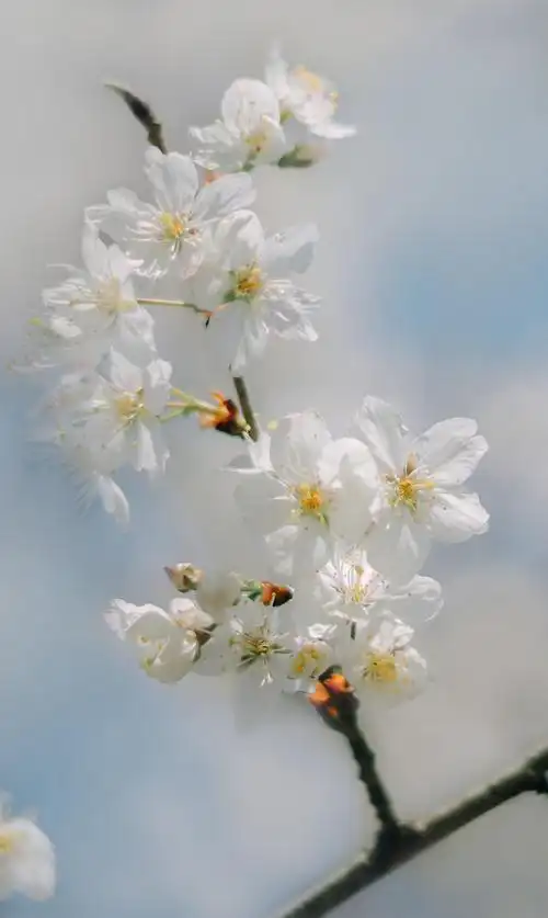 春天的浪漫开始