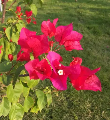 三角梅,深圳最艳丽的花