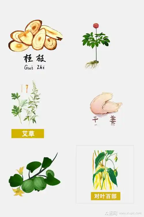 手绘中医草本植物桂枝免抠元素