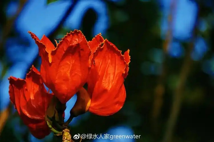 火焰树又名火焰木,苞萼木,原产于非洲