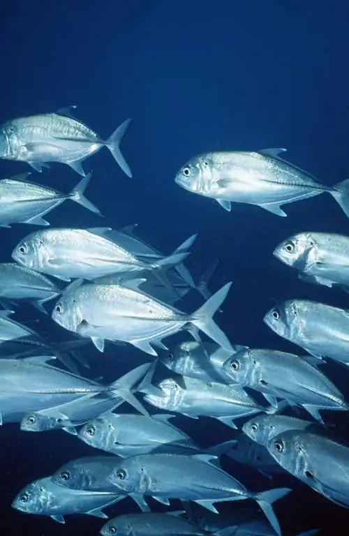 室外,白天,正面,海底,水下,一群,许多,鱼,水底,很多,鱼类,海洋生物