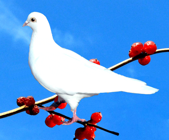 神圣和平的使者～最美丽的信鸽及动态图!
