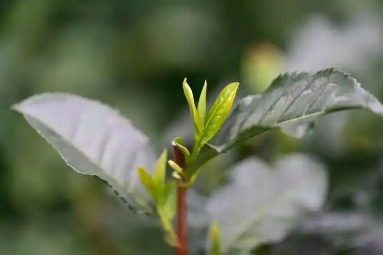 2024年西湖龙井生长日记④ 春光正好,茶芽陆续下山