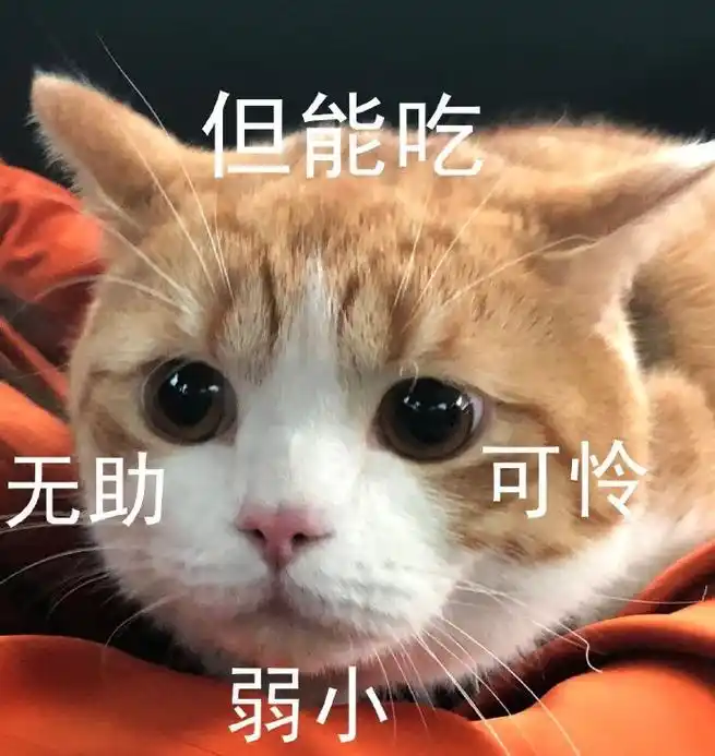 萌宠gif猫星人gif无助gif弱小gif可怜gif呆萌gif可爱gif