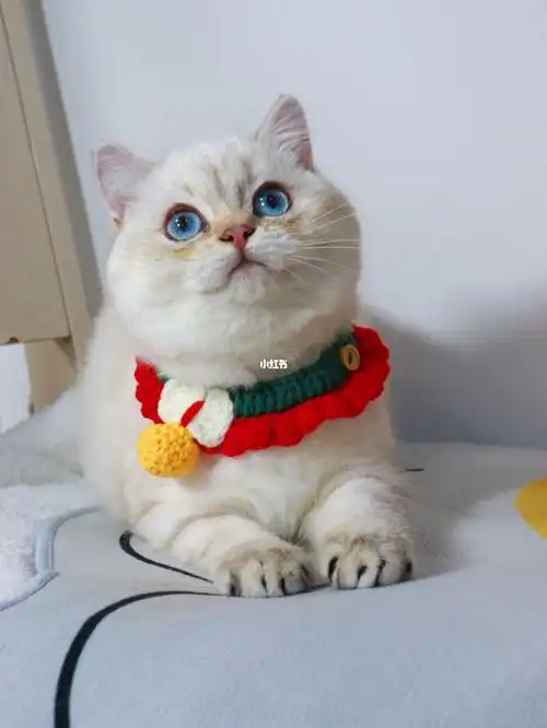 英61山短69猫纹61点金69弟弟找家长,疫苗齐全