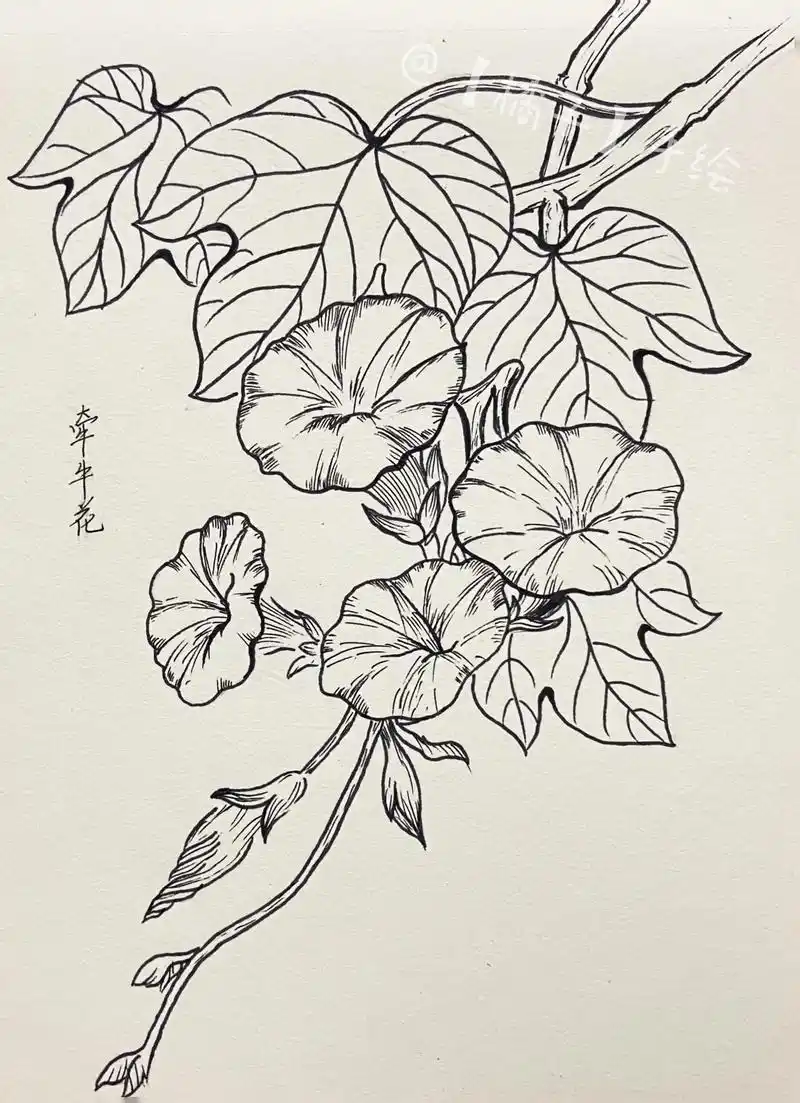 线描牵牛花|你会为路边的野花停下脚步吗?