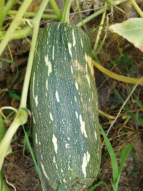 其它 瓜,瓜,俏初次种园,亲们给提供了很多瓜种,经过几年的繁殖,品种更