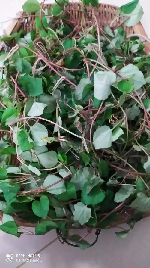 美味野菜之35金钱草(过路黄)