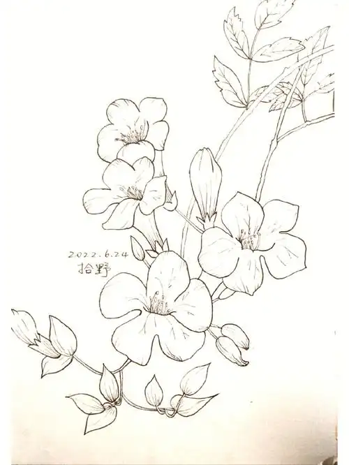 零基础绘画临摹凌霄花