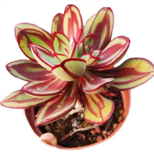 盆栽植物叶红丝多紫蝶肉肉花卉红丝绿植办公多肉植物