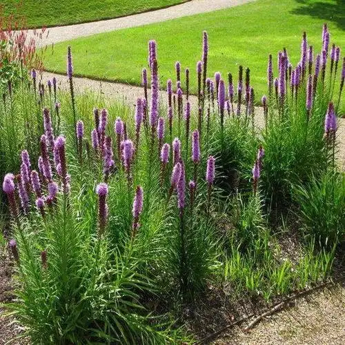 茗茜花卉供应蛇鞭菊 公路两侧用草花