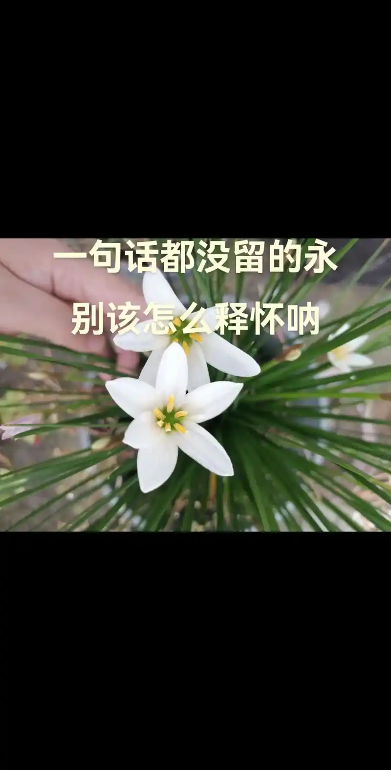 一句话都没留的永别该怎么释怀呐