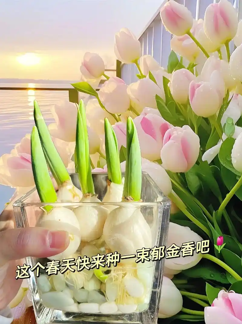 有一种花,叫郁金香,它的花语是:最浪漫的故事没 - 抖音