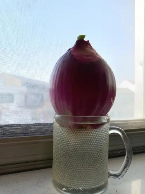 关于水培洋葱绿植那件事