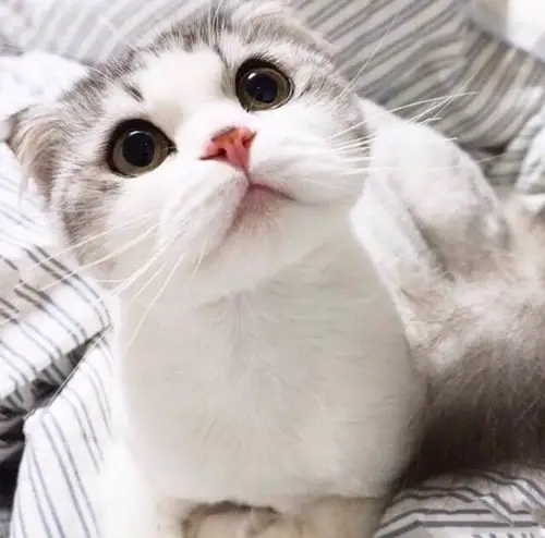 可爱折耳猫噢