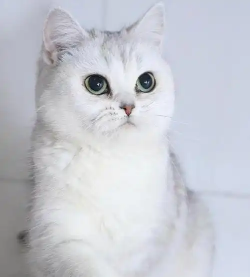 美短猫价格(这些猫)