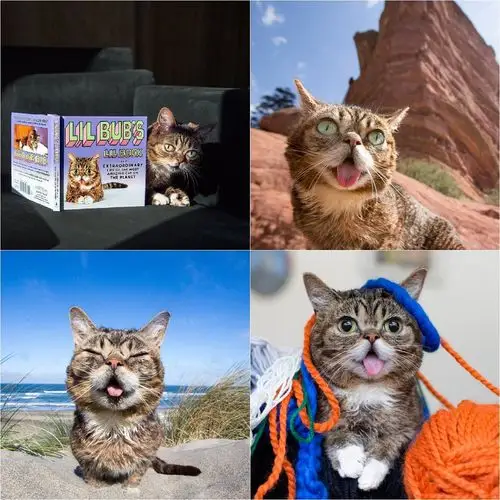 印第安那州领养来的,身体天生就有多重缺陷,不仅身体比一般猫咪来的小