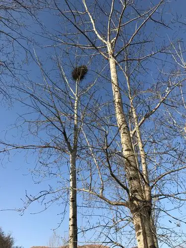 回来广州了,北方的山,北方的树,北方人的醇朴,北方