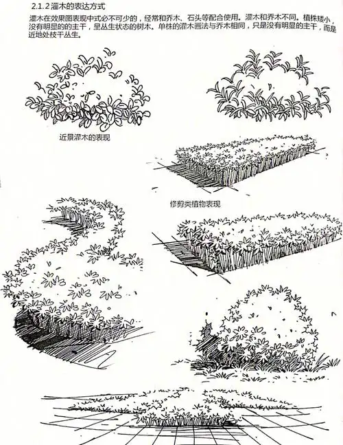植物单体手绘干货灌木这样画超级简单