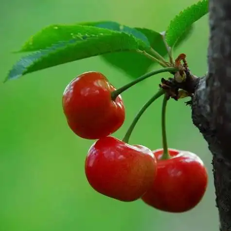 微信头像图片红樱桃 微信头像图片大全 -【爱个性】