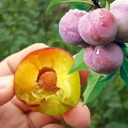 四川汉源红脆李5斤樱桃李脱骨李脆李子应季新鲜水果土李子酸甜脆