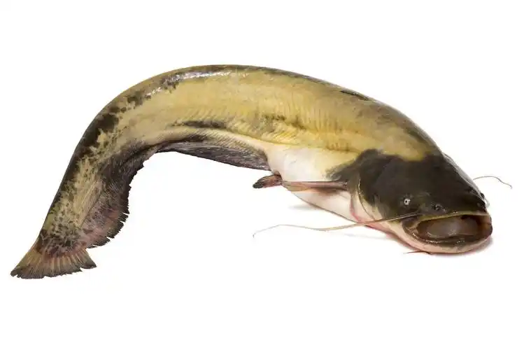 一些常见的食用鱼图谱大全