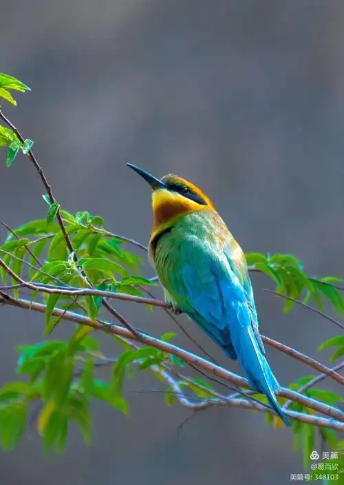 第一百五十四篇:栗喉蜂虎_____中国最美丽的小鸟之一