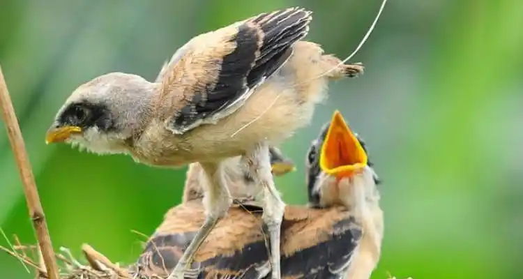 棕背伯劳雏鸟怎么分公母