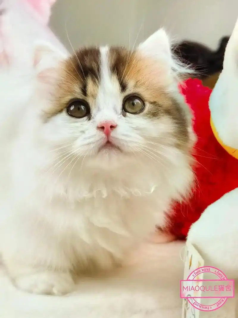 可爱到爆炸99 #vlog萌宠日常 #小奶猫 - 抖音