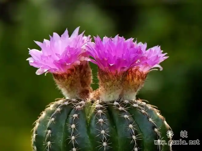 开花仙人球图片欣赏