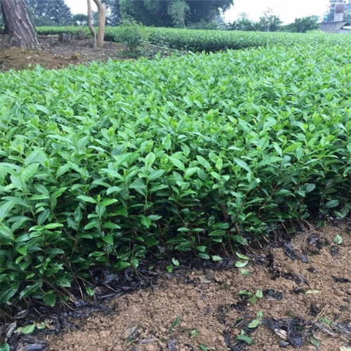 福鼎大白茶苗大白茶苗价格茶苗批发商早茶苗
