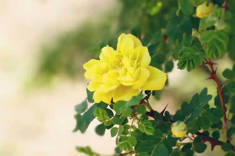 p>黄刺玫,拉丁学名: rosa xanthina lindl,落叶灌木.