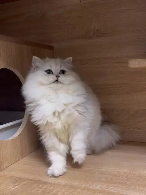 大爆毛长毛银渐层妹妹找新家啦