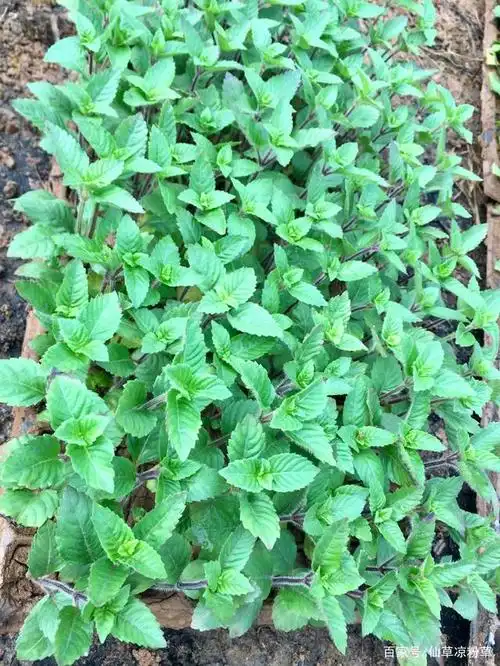 仙草又名凉粉草